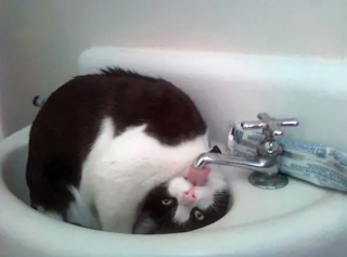 Illustration de l'article : 17 photos qui prouvent que les chats ne réfléchissent pas toujours avant d’agir