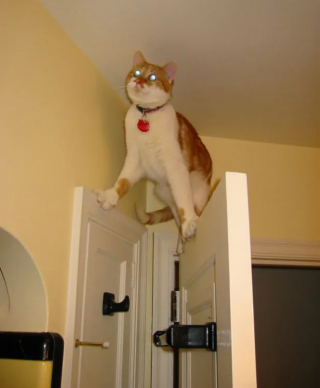 Illustration de l'article : 17 photos qui prouvent que les chats ne réfléchissent pas toujours avant d’agir