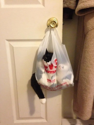 Illustration de l'article : 17 photos qui prouvent que les chats ne réfléchissent pas toujours avant d’agir