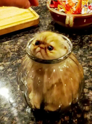 Illustration de l'article : 17 photos qui prouvent que les chats ne réfléchissent pas toujours avant d’agir