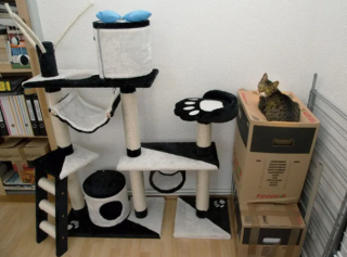 Illustration de l'article : 17 photos qui prouvent que les chats ne réfléchissent pas toujours avant d’agir