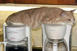 Illustration de l'article : 17 photos qui prouvent que les chats ne réfléchissent pas toujours avant d’agir
