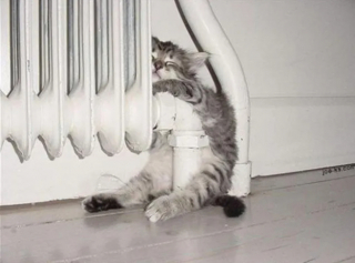 Illustration de l'article : 17 photos qui prouvent que les chats ne réfléchissent pas toujours avant d’agir
