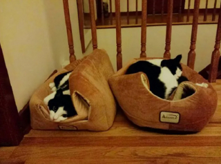 Illustration de l'article : 17 photos qui prouvent que les chats ne réfléchissent pas toujours avant d’agir