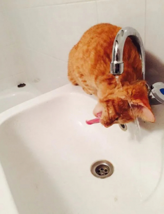 Illustration de l'article : 17 photos qui prouvent que les chats ne réfléchissent pas toujours avant d’agir
