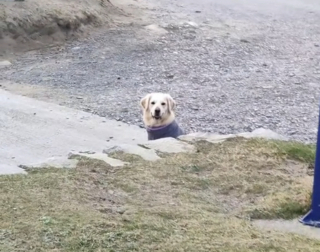 Illustration de l'article : Ce duo canin a développé un astucieux stratagème pour empêcher ses maîtres d'écourter leur journée à la plage (vidéo)