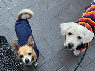 Illustration de l'article : La transformation saisissante de ce chien négligé après lui avoir retiré 3 kilos de poils sales et emmêlés sidère ses sauveteurs