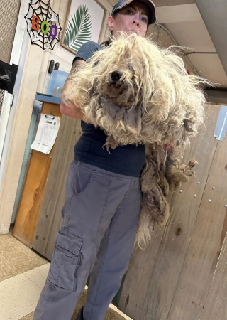 Illustration de l'article : La transformation saisissante de ce chien négligé après lui avoir retiré 3 kilos de poils sales et emmêlés sidère ses sauveteurs