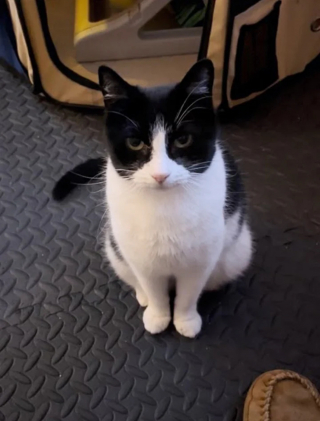 Illustration de l'article : Une chatte reste assise devant la porte d'un immeuble pendant 2 jours et sa patience lui offre une nouvelle vie