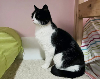 Illustration de l'article : Une chatte reste assise devant la porte d'un immeuble pendant 2 jours et sa patience lui offre une nouvelle vie