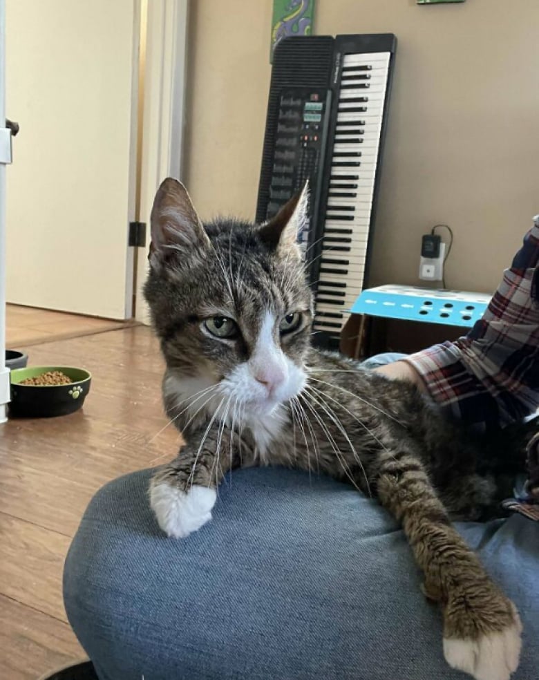 Illustration de l'article : 16 photos d’animaux qui ont enfin trouvé le bonheur auprès de leur famille pour la vie