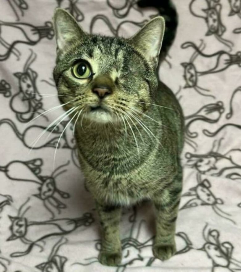 Illustration de l'article : 16 photos d’animaux qui ont enfin trouvé le bonheur auprès de leur famille pour la vie