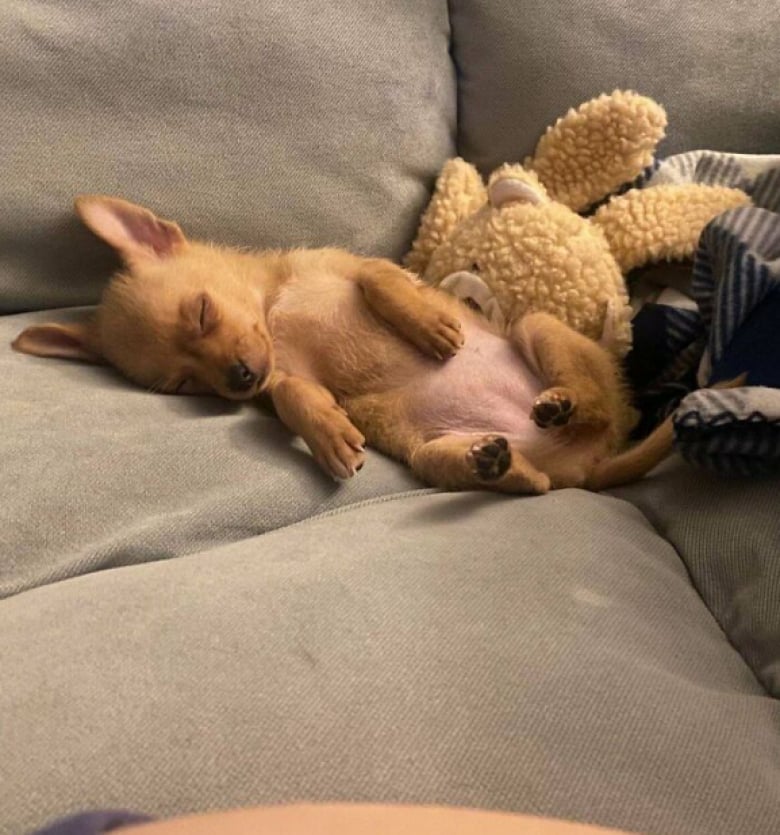 Illustration de l'article : 16 photos d’animaux qui ont enfin trouvé le bonheur auprès de leur famille pour la vie