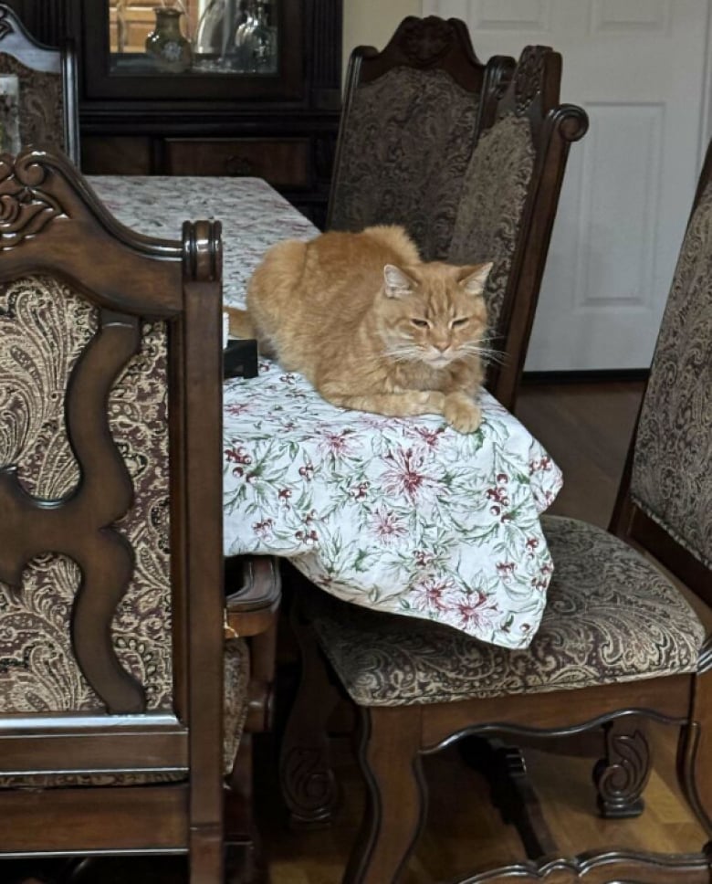 Illustration de l'article : 16 photos d’animaux qui ont enfin trouvé le bonheur auprès de leur famille pour la vie