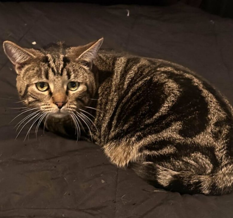 Illustration de l'article : 16 photos d’animaux qui ont enfin trouvé le bonheur auprès de leur famille pour la vie