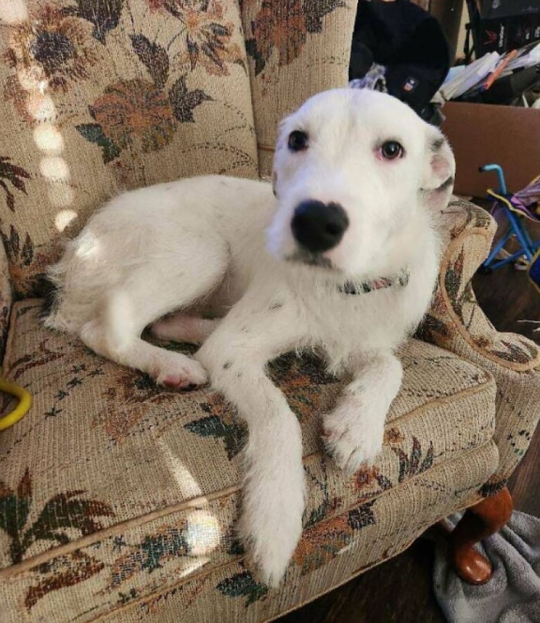 Illustration de l'article : 16 photos d’animaux qui ont enfin trouvé le bonheur auprès de leur famille pour la vie