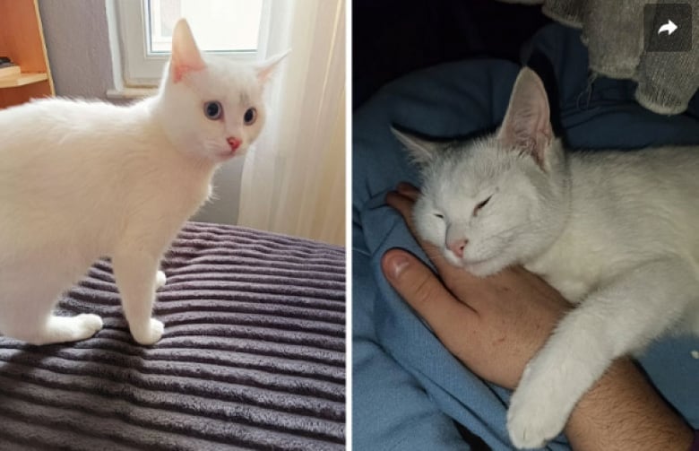 Illustration de l'article : 16 photos d’animaux qui ont enfin trouvé le bonheur auprès de leur famille pour la vie