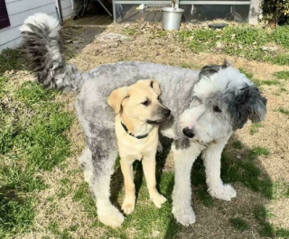 Illustration de l'article : 16 photos d'animaux de compagnie comblés de bonheur, depuis qu’ils ont enfin trouvé leur famille pour la vie
