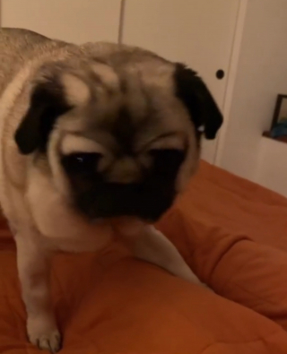 Illustration de l'article : La drôle d'obstination d'une chienne qui refuse de bouger tant que son humain n'a pas respecté une exigence bien précise (vidéo)