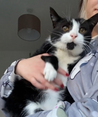Illustration de l'article : Un chat de 19 ans endeuillé met du temps à faire confiance à sa nouvelle propriétaire dont la patience finit par être récompensée (vidéo)