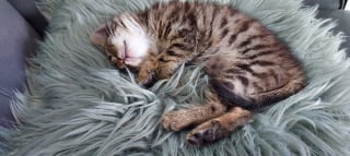Illustration de l'article : Sitroën, une chatte sauvée par des garagistes alors qu'elle était coincée dans l'aile d'une voiture leur offre le plus beau des cadeaux 3 ans plus tard