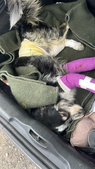 Illustration de l'article : Un chiot heurté par une voiture reste coincé dans sa calandre sur 10 km