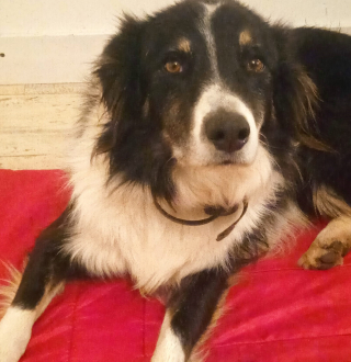 Illustration de l'article : L'appel au secours d'un chien constituait l'unique chance pour son maître inconscient d'échapper au pire