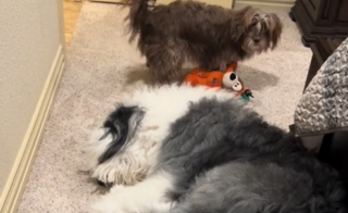 Illustration de l'article : L'astuce infaillible d'un chien épuisé pour échapper aux invitations au jeu de son infatigable congénère (vidéo)
