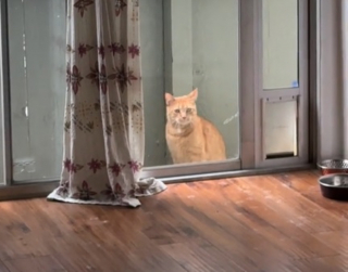 Illustration de l'article : Un chat n'ayant jamais eu affaire à des chatons se découvre une vocation en rencontrant de jeunes congénères orphelins (vidéo)