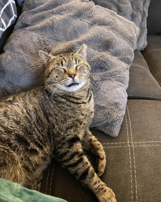 Illustration de l'article : Un chat errant constamment agressé par les autres félins est extrêmement reconnaissant envers ses sauveteurs