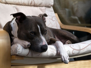 Illustration de l'article : Comment le sauvetage d'un Amstaff au passé douloureux a inspiré la création d'un projet caritatif pour les chiens des refuges