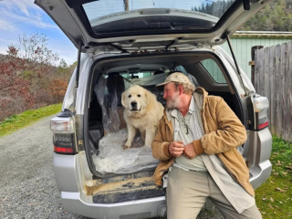 Illustration de l'article : Sauver une chienne errant dangereusement aux abords d'une autoroute devient l'obsession d'un habitant