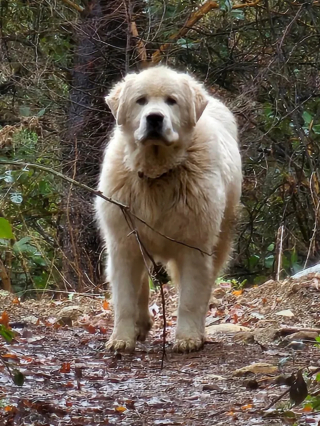 Illustration de l'article : Sauver une chienne errant dangereusement aux abords d'une autoroute devient l'obsession d'un habitant