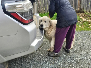 Illustration de l'article : Sauver une chienne errant dangereusement aux abords d'une autoroute devient l'obsession d'un habitant