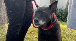 Illustration de l'article : L'acte courageux d'un chien apporte du réconfort à une mère de famille célibataire dont la maison est partie en fumée