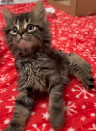 Illustration de l'article : Le combat touchant d'un chaton à la démarche chancelante pour mener une vie normale (vidéo)