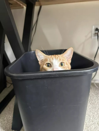 Illustration de l'article : 15 photos attendrissantes révélant les multiples facettes de l'art de vivre selon les chats