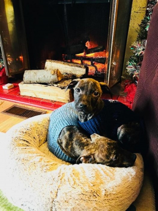 Illustration de l'article : Une association s'emploie à offrir un nouveau départ à 2 chiots découverts abandonnés dans une boîte aux lettres