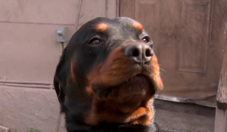 Illustration de l'article : Une femme prend courageusement la défense de son Rottweiler attaqué par un alligator affamé