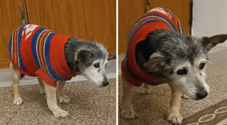 Illustration de l'article : En fêtant son 24e anniversaire, Lilly, une petite chienne croisée rescapée d’une aire d’autoroute, est certainement devenue « le plus vieux chien du monde »