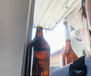 Illustration de l'article : La compilation TikTok hilarante d'une chatte décidée à forcer l'entrée de sa voisine (vidéo)