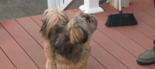 Illustration de l'article : Un homme tente de sauver son chien contre un coyote qui "le secouait comme une poupée de chiffon"