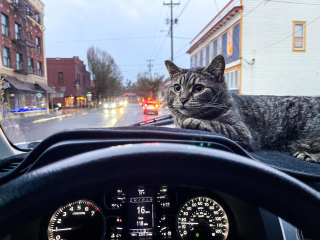 Illustration de l'article : Après avoir été sauvé sur une route très fréquentée, Sticky le chat est devenu le héros d’une série de livres pour enfants