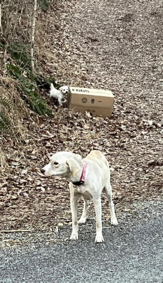 Illustration de l'article : Un passant aperçoit une chienne sur le bord de la route et comprend qu'il a plus d'une vie à sauver