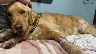 Illustration de l'article : Un Golden Retriever immobilisé au pied d'une falaise après une chute de 90 mètres nécessite l'intervention des sauveteurs et un hélicoptère (vidéo)