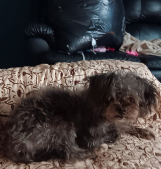 Illustration de l'article : L'appel à l'aide désespéré et la forte mobilisation pour un chien de soutien émotionnel introuvable depuis plus d'une semaine