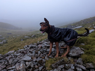 Illustration de l'article : Lors d’une randonnée en montagne, un croisé Dobermann/Malinois de 40 kg refuse d’avancer face au danger et provoque l'intervention des secours
