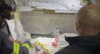 Illustration de l'article : Un appel au secours lancé pour un chien coincé entre 2 murs depuis plusieurs jours