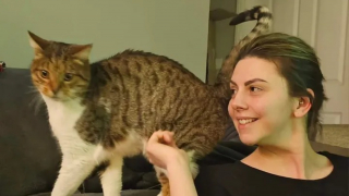 Illustration de l'article : La propriétaire d'un chat disparu 7 ans plus tôt reçoit la visite du vétérinaire qui a une nouvelle importante à lui annoncer