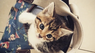 Illustration de l'article : La propriétaire d'un chat disparu 7 ans plus tôt reçoit la visite du vétérinaire qui a une nouvelle importante à lui annoncer